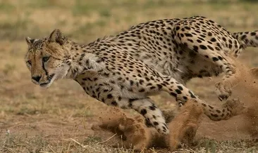 Çitalardan 2’ncisi de öldü