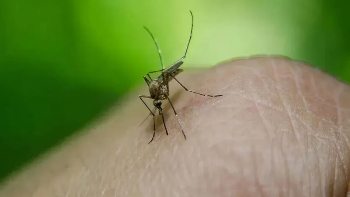 Photo: Sabah West Nile Virus Reaches Record Levels in Europe as Infections Spread North