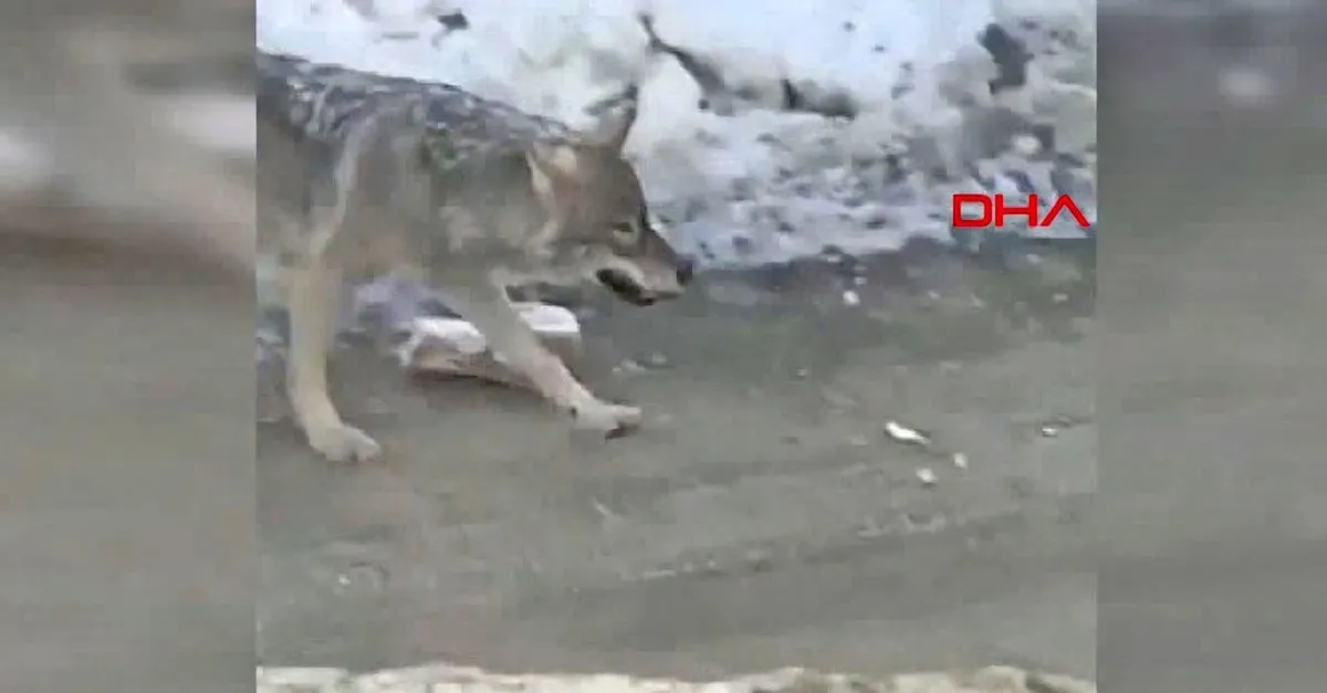 hakkari yuksekova merkezine inerek yiyecek arayan kurt kamerada video