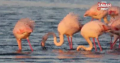 İstanbul’da göç etmeyen flamingolar kışın görüntülendi | Video