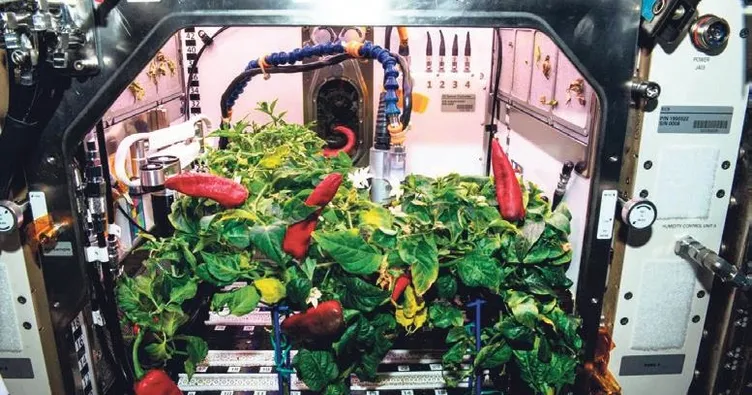 Uzay biberleri iki rekor birden kırdı