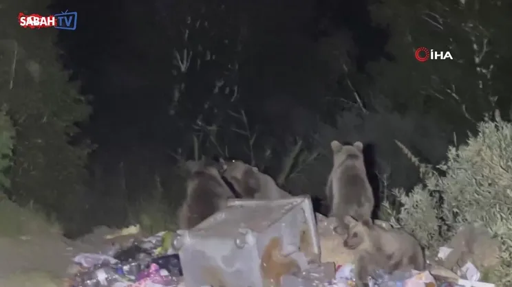 Bitlis'te aç ayılar karavanlara dadandı