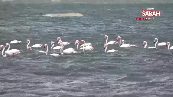 Flamingoların ilk kafilesi Van Gölü'ne geldi | Video