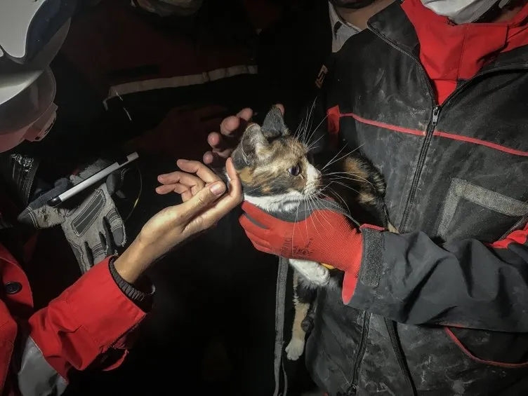 Son dakika İzmir depreminde gelişme! Kahraman köpek ’Bob’ enkazdan kedi kurtardı