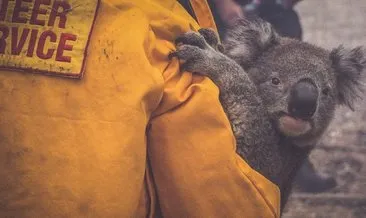 Avustralya’dan koalaları korumak için rekor bütçe
