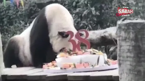Dünya'nın en yaşlı pandası Xin Xing'den kötü haber | Video