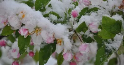 Tunceli’nin yüksek kesimlerinde kar yağışı etkili oldu