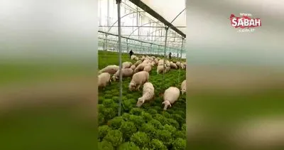 Satın alınmayan marulu koyun sürüsüne yedirdi | Video