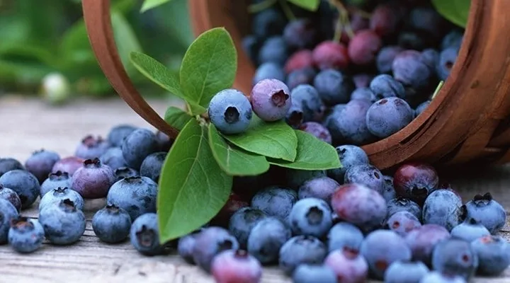 Yağ yakmak istiyorsanız aç karnına her sabah…