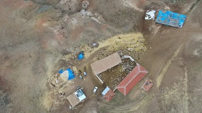 Kuzuların annelerine kavuşma sevinci drone ile görüntülendi