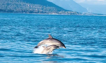 Yeni trend yunus turu