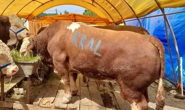 800 kiloluk ‘Kral’ 230 bine satıldı #kars