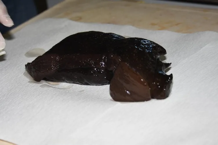 Çanakkale’de ilk kez görülen deniz tavşanı öldü