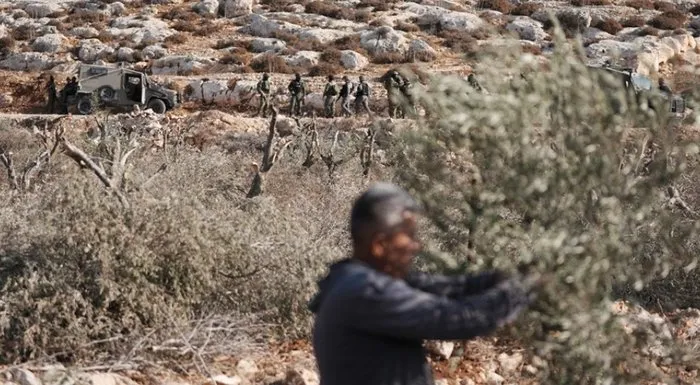 Hamas’tan Batı Şeria açıklaması: Zeytin çiftçilerine yönelik saldırılar örgütlü terör