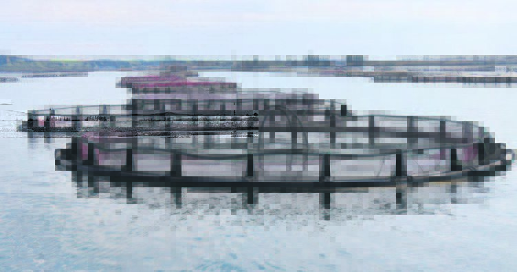 Devlet desteğiyle Şanlıurfa’dan Rusya’ya balık ihracatı