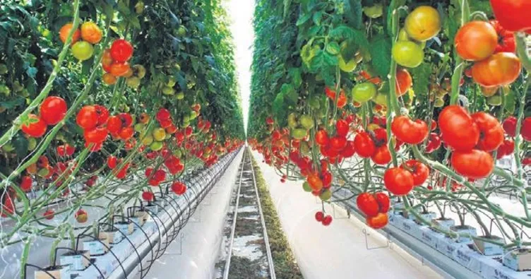 Adana’ya Türkiye’nin en büyük sera alanı