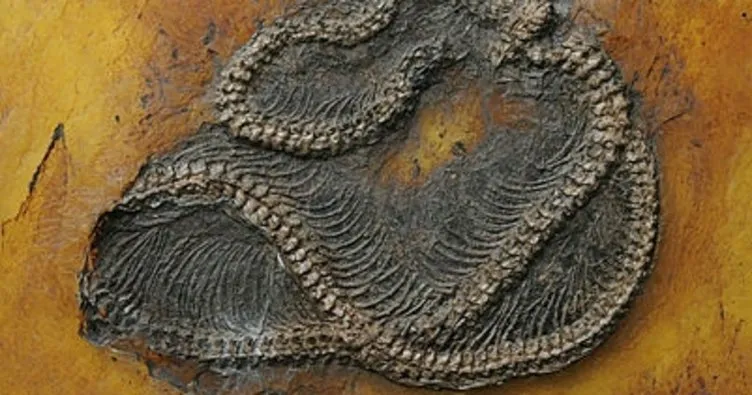 Dünyanın en eski piton yılanının kalıntıları keşfedildi