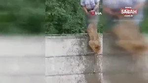 Sulama kanalına düşen karacayı boğulmaktan kurtardı | Video