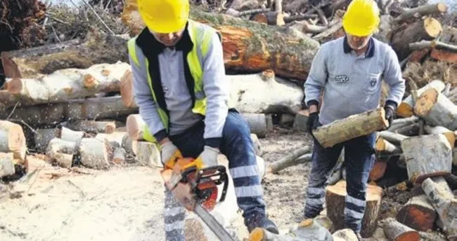 Lodosun yıktığı ağaçlar ihtiyaç sahiplerine gidiyor Lodosun yıktığı ağaçlar ihtiyaç sahiplerine gidiyor