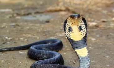 Hindistan’da akılalmaz olay! Kobrayı kiralama nedeni…