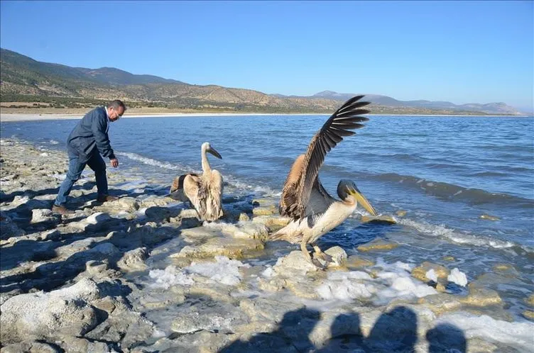 Pelikanlar Burdur Gölü’ne salındı