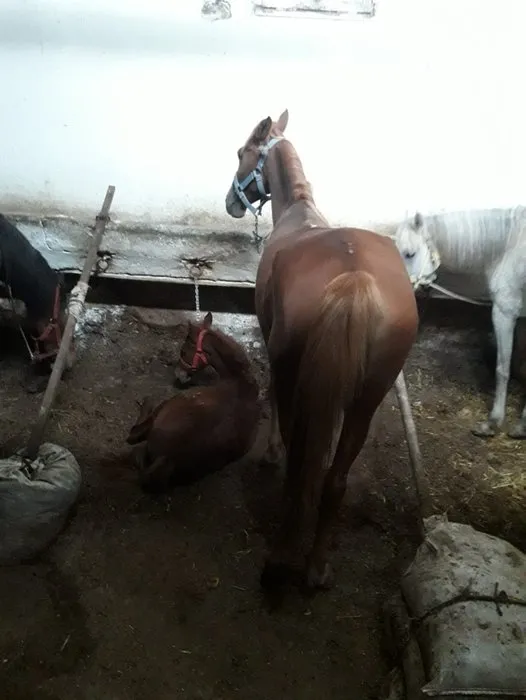 Son dakika | İBB’nin satın aldığı atlar bile bile ölüme yürümüş!