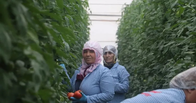 Domates ihracatçıları Rusya’ya ihracatta kotanın kaldırılmasını istiyor