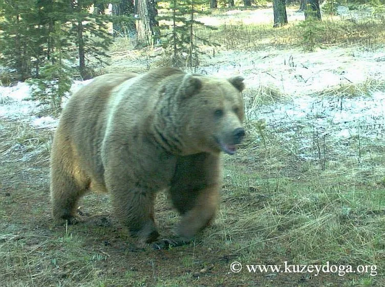 Dünyanın göç eden tek boz ayıları Sarıkamış’ta keşfedildi