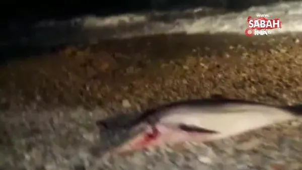Böyle vahşet görülmedi. Yunus balığını kafasından vurarak telef etti | Video
