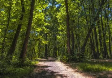 Antarktika’da şok keşif: Buzun altından yağmur ormanı çıktı!