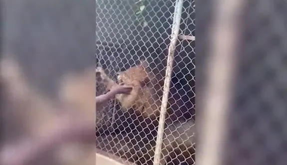 Korkunç görüntüler! Aslana elini uzatan bakıcının feci sonu: Kanlar içinde kaldı