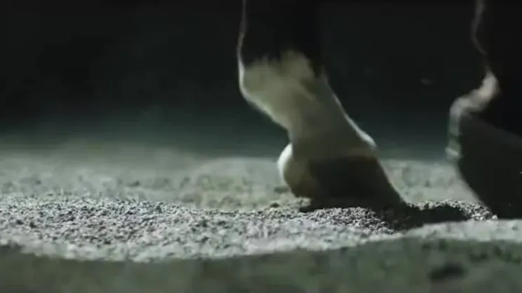 Başkan Erdoğan'dan Malazgirt'e davet