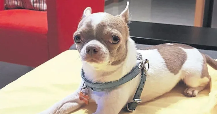 Herkül ailemizin ferdiydi