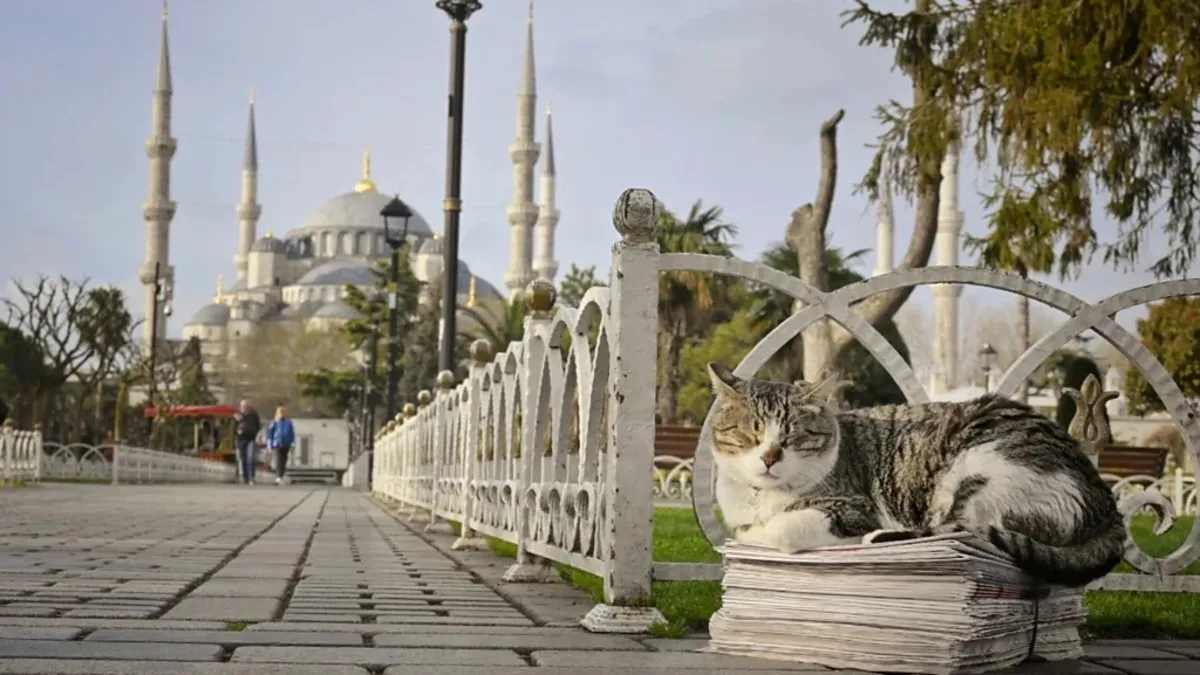 İstanbul Kedileri Dünyayı Büyüledi:  BBC World Kedi Şehri İstanbul’u Dünya Basınına Taşıdı!