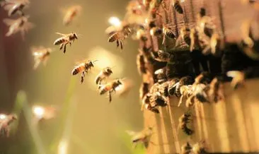 Dünyanın kaderi arıların kanatlarında