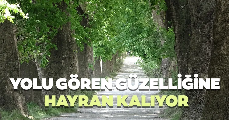 Yolu gören güzelliğine hayran kalıyor