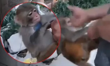 Hatay'da maymuna şiddet cezasız kalmadı: O caniliği sosyal medyada paylaştılar! #hatay