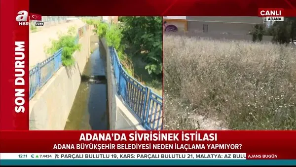 Adana'da sivirisinek istilası! Neden ilaçlama yapılmıyor? | Video