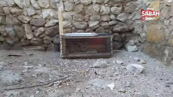 Tavuk hırsızı kurnaz tilki, Sivaslının tuzağına düştü | Video