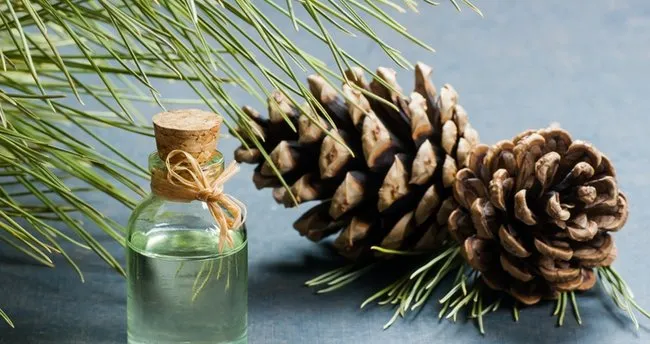 Çam Terebentin Yağı Faydaları Nelerdir? Çam Terebentin Yağı Hangi Hastalıklara ve Neye İyi Gelir, Saça ve Cilde Yararları Neler?