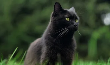 Uğursuzluktan sevimliliğe uzanan yolculuk! Batıl inancın kurbanı kara kediler...