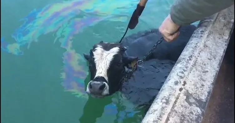 Van’da göle kaçan ineği balıkçılar kurtardı