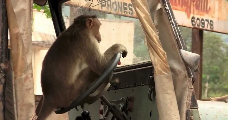 ruyada maymun gormek ne anlama gelir ruyada maymun gormenin anlami nedir neye isarettir son dakika yasam haberleri