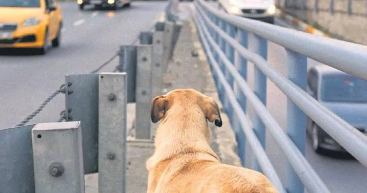 ABD bu ay İstanbul’un köpeklerini izleyecek