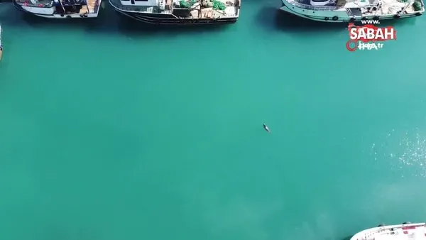 Nesli tükenme tehlikesi altında olan Akdeniz foku böyle görüntülendi | Video
