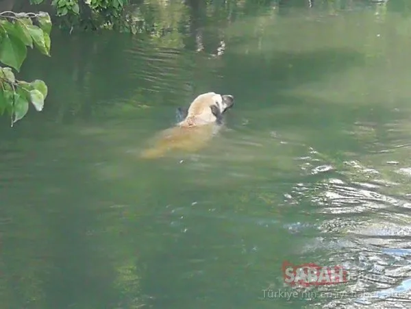 Sulama kanalına düşen köpek için seferber oldular