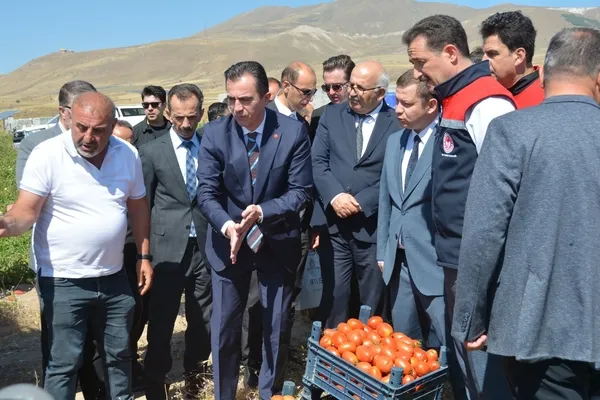 bitliste-domates-hasadi-basladi-turkiye-genelinde-7nci-sirada-1788442419983.jpg