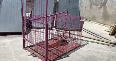 Tarsus'ta firari maymun için çatılara kurulan kafes de işe yaramadı #mersin