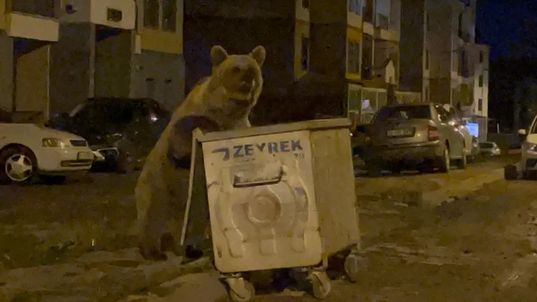 O ilimizde ağızları açıkta bırakan görüntü: Ayılarla selfie yaptı!