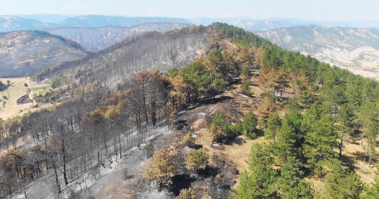 Bolu’da yanan orman yeniden ağaçlandırılıyor